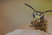 Buzz Off! Why Chelmsford Residents Rely on Expert Wasp Exterminators