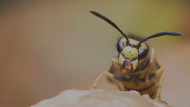 Buzz Off! Why Chelmsford Residents Rely on Expert Wasp Exterminators