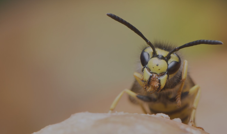 Buzz Off! Why Chelmsford Residents Rely on Expert Wasp Exterminators