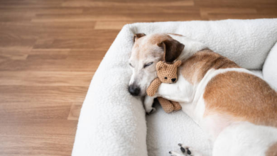How to Choose the Best Cosy Calming Dog Bed for Your Pet