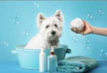 The Truth About Affordable Pet Grooming Services in Your Area