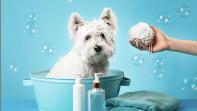 The Truth About Affordable Pet Grooming Services in Your Area