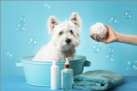The Truth About Affordable Pet Grooming Services in Your Area